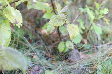 Photo of Cobweb with spider on plant outdoors, closeup