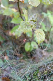 Photo of Cobweb with spider on plant outdoors, closeup