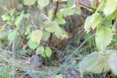 Photo of Empty cobweb on plant in meadow, closeup