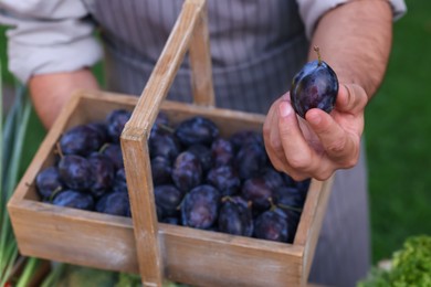 Photo of Farmer with basket of plums near stall with different fresh vegetables at market, closeup