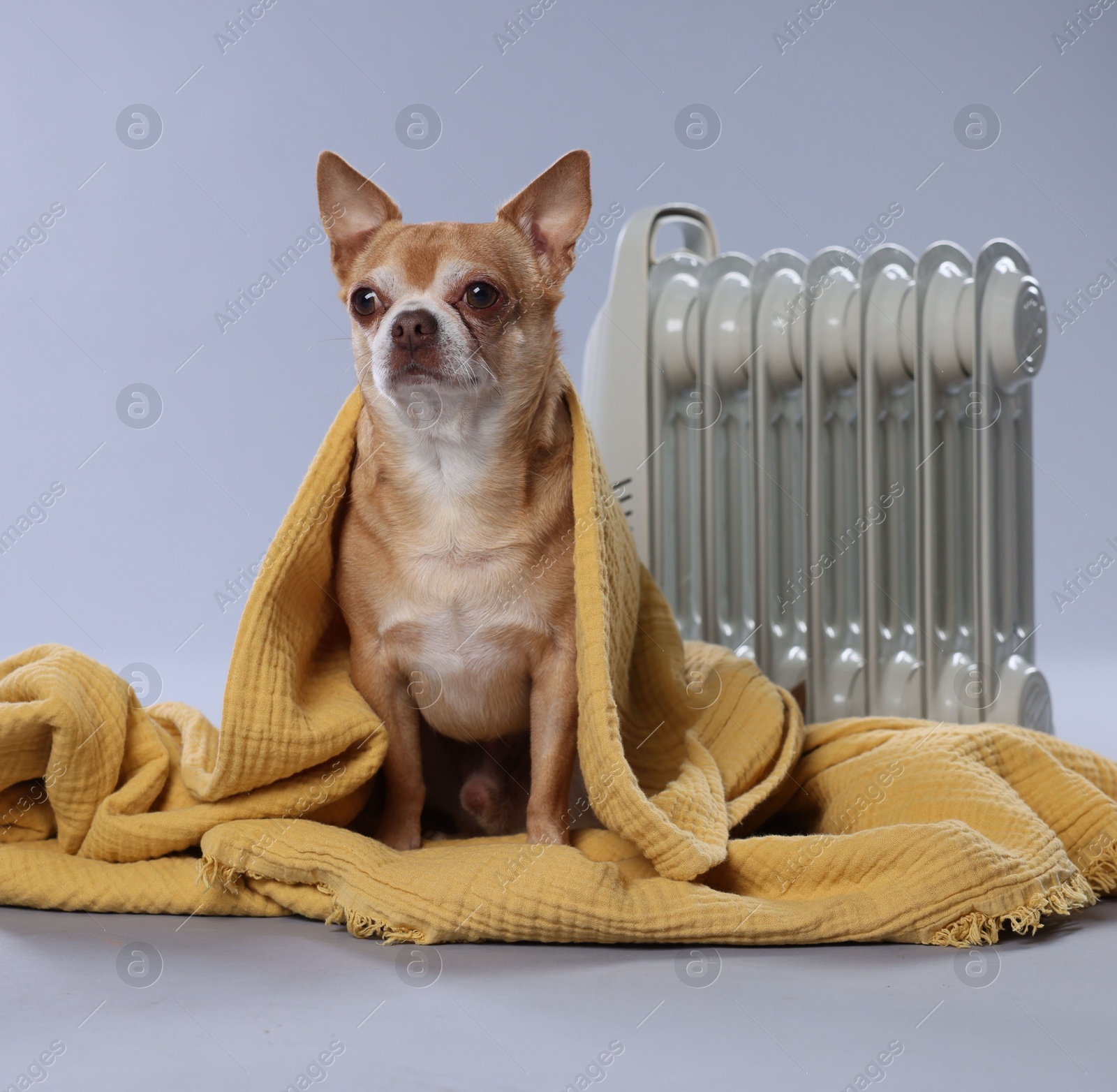 Photo of Cute little dog wrapped in blanket near electric heater on grey background