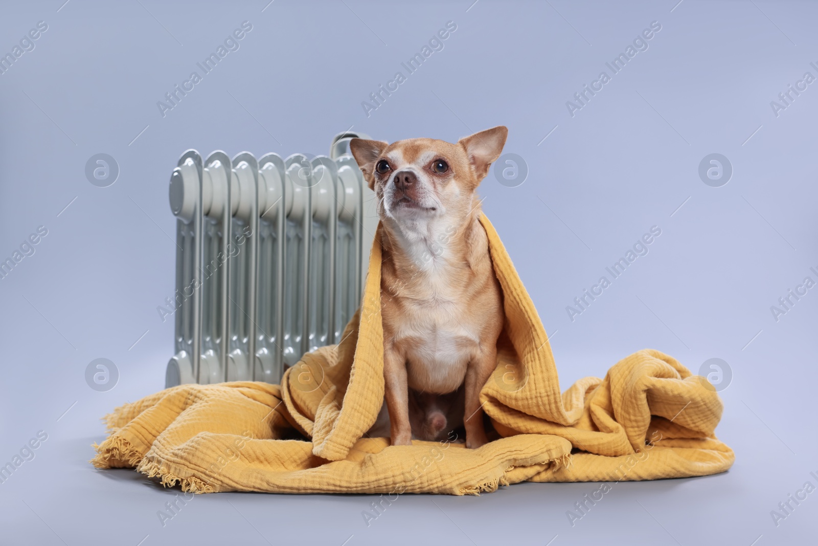 Photo of Cute little dog wrapped in blanket near electric heater on grey background