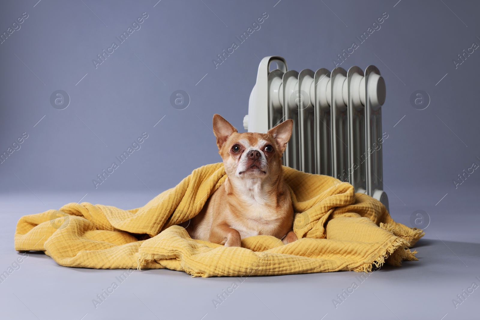 Photo of Cute little dog wrapped in blanket near electric heater on grey background