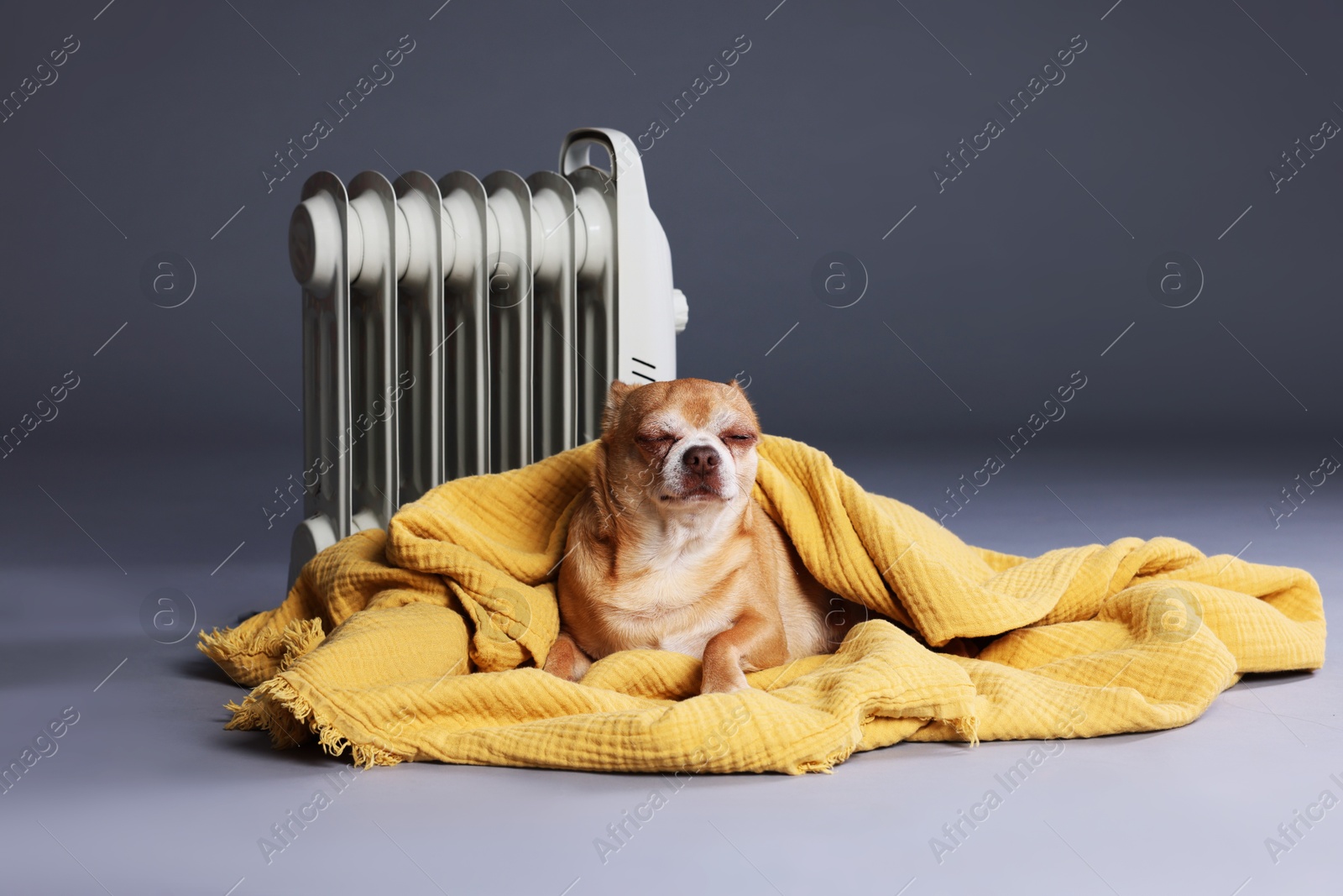 Photo of Cute little dog wrapped in blanket near electric heater on grey background