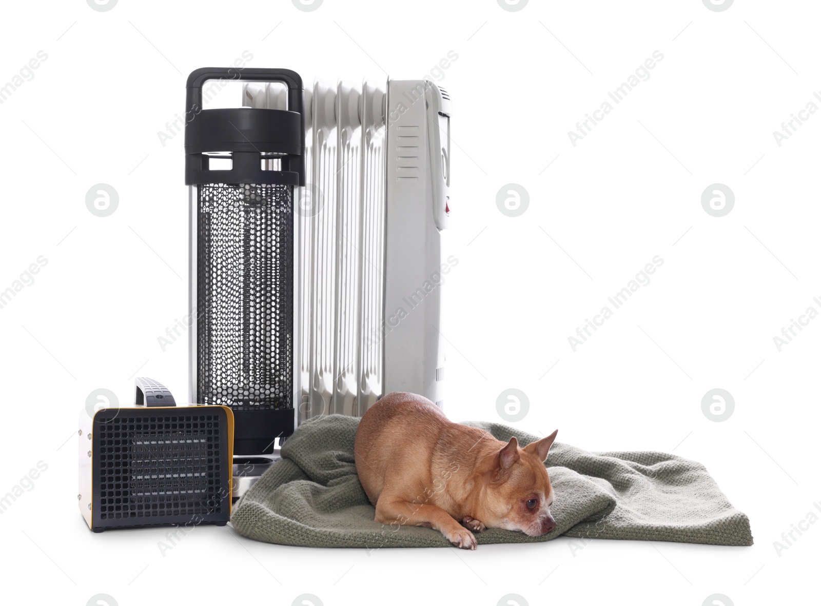 Photo of Cute little dog on blanket near electric heaters against white background