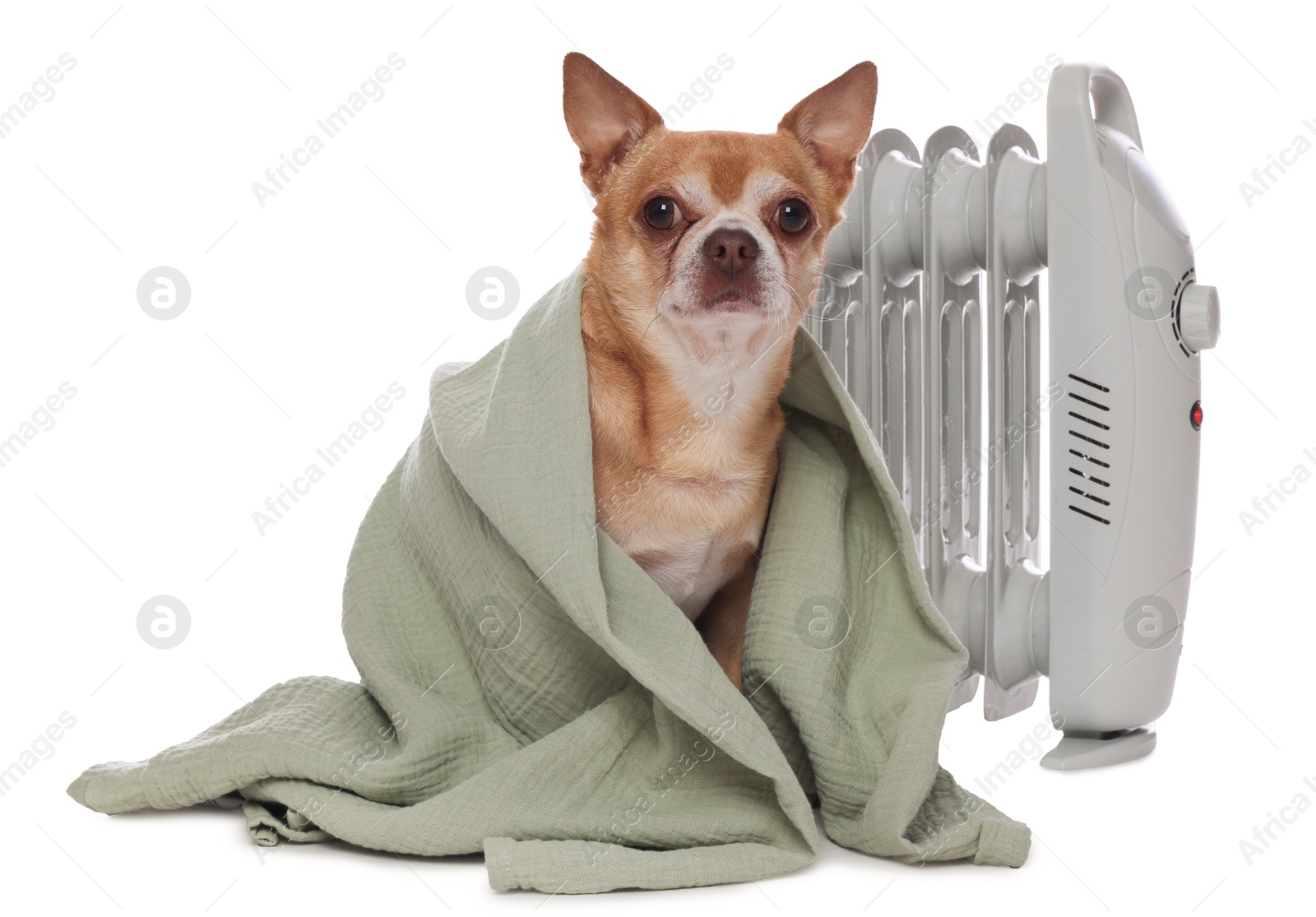 Photo of Cute little dog wrapped in blanket near electric heater on white background