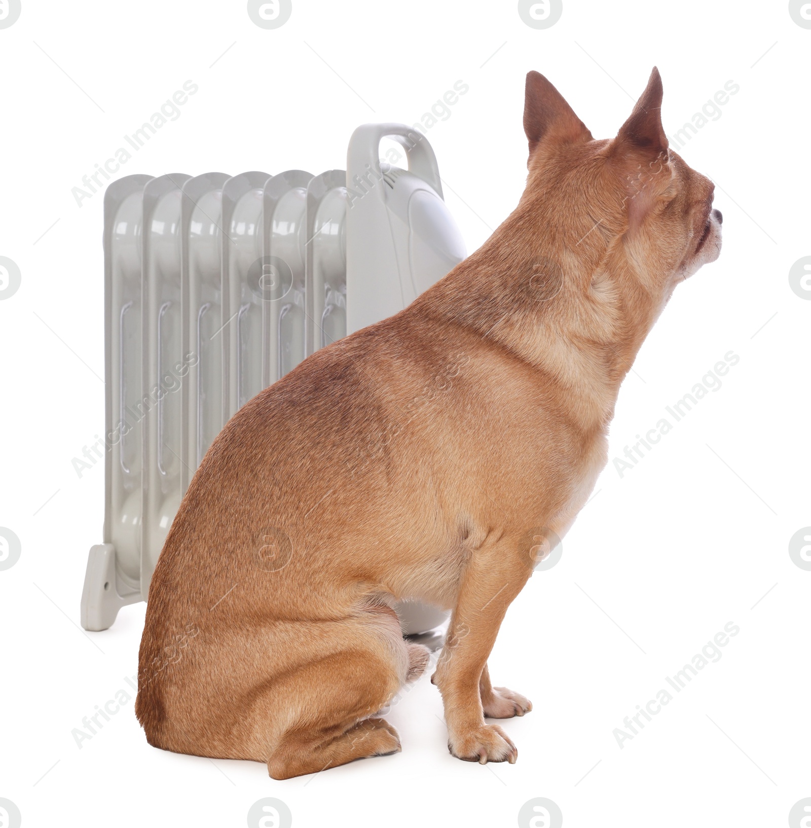 Photo of Cute little dog near electric heater on white background