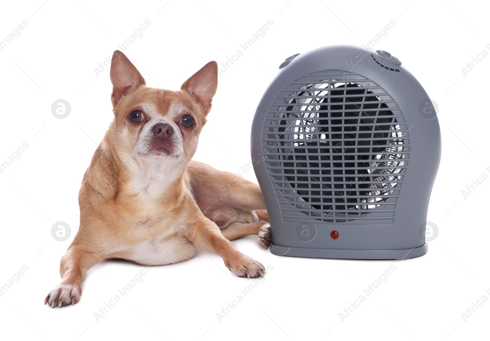 Photo of Cute little dog near electric fan heater on white background