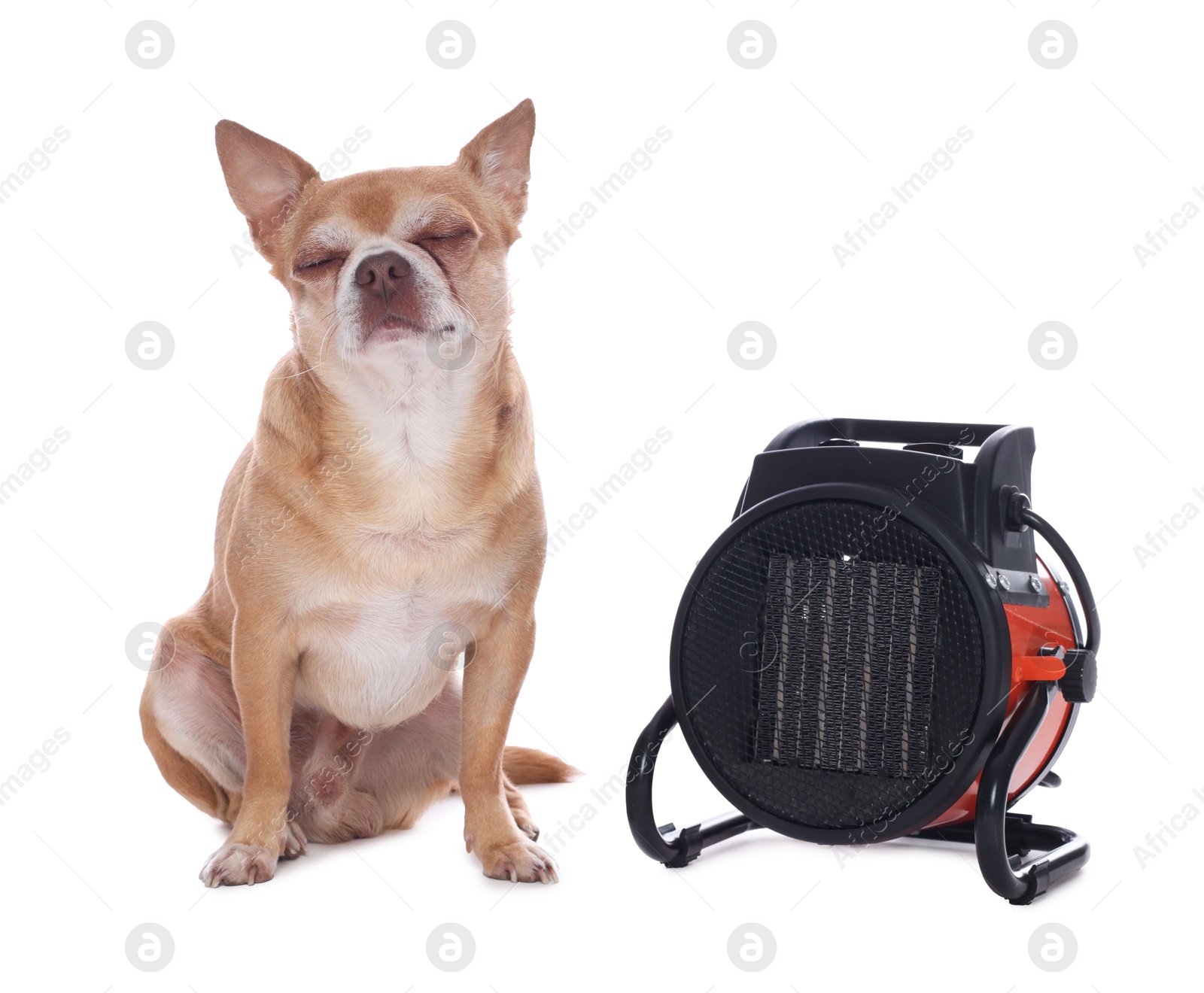 Photo of Cute little dog near electric fan heater on white background