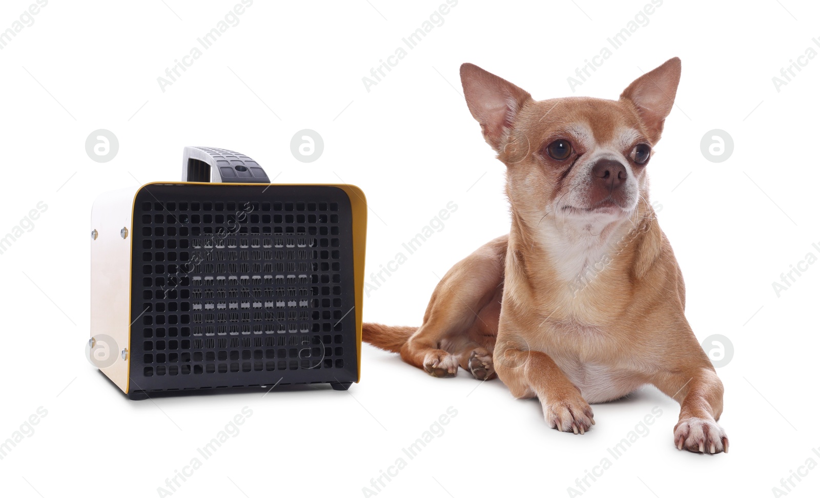 Photo of Cute little dog near electric fan heater on white background