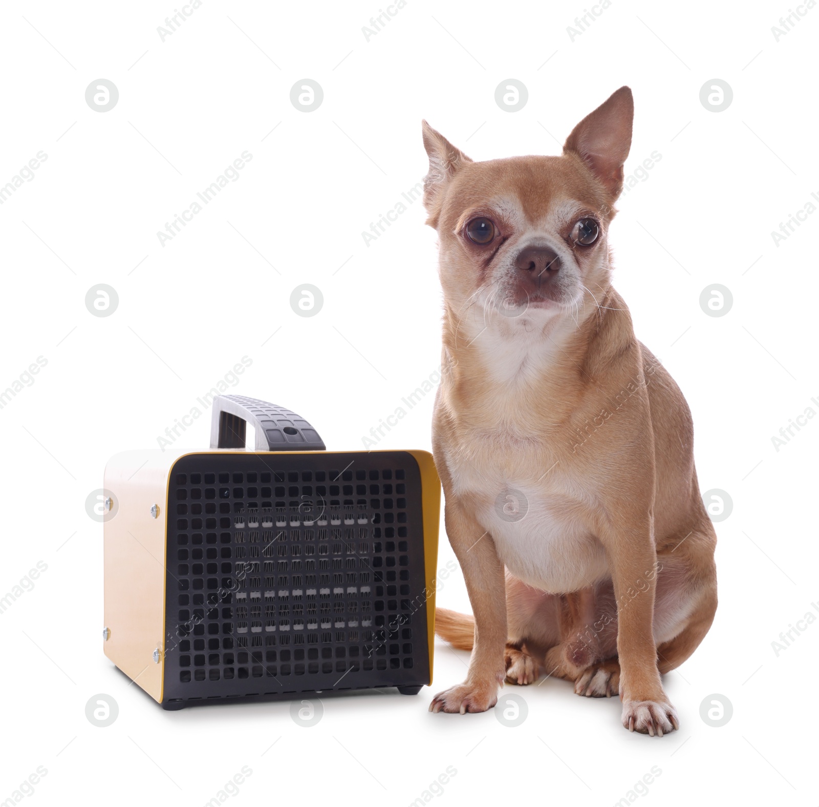 Photo of Cute little dog near electric fan heater on white background