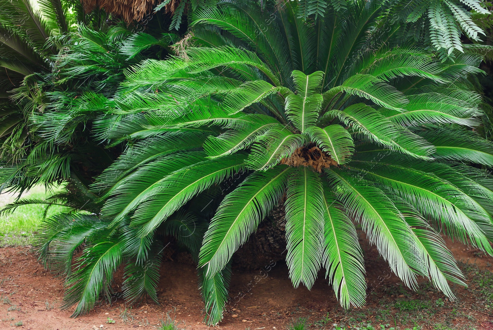Photo of Beautiful palm tree with green leaves growing outdoors