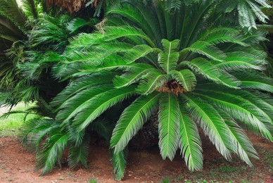 Photo of Beautiful palm tree with green leaves growing outdoors