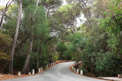 Photo of Beautiful trees growing alongside empty asphalt road