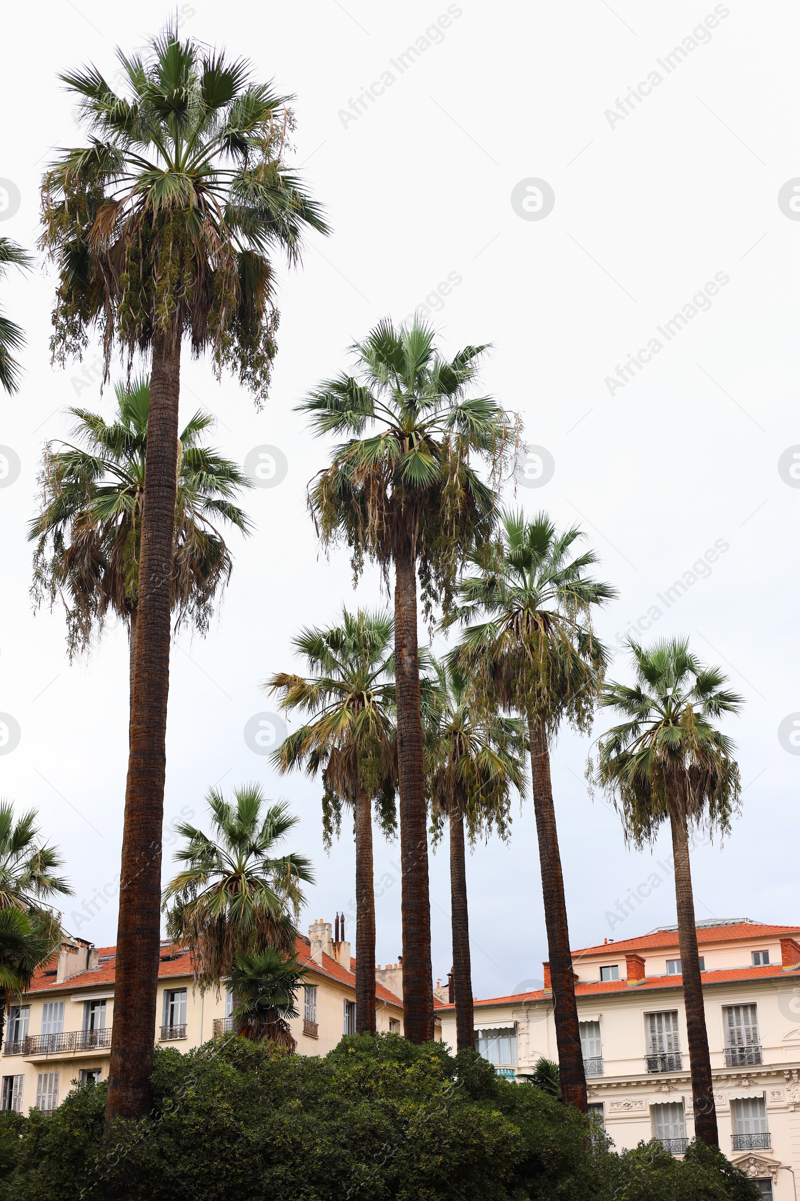 Photo of Beautiful palm trees and buildings on city street, low angle view