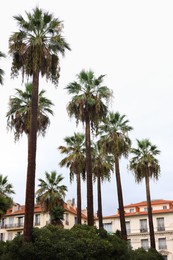Photo of Beautiful palm trees and buildings on city street, low angle view