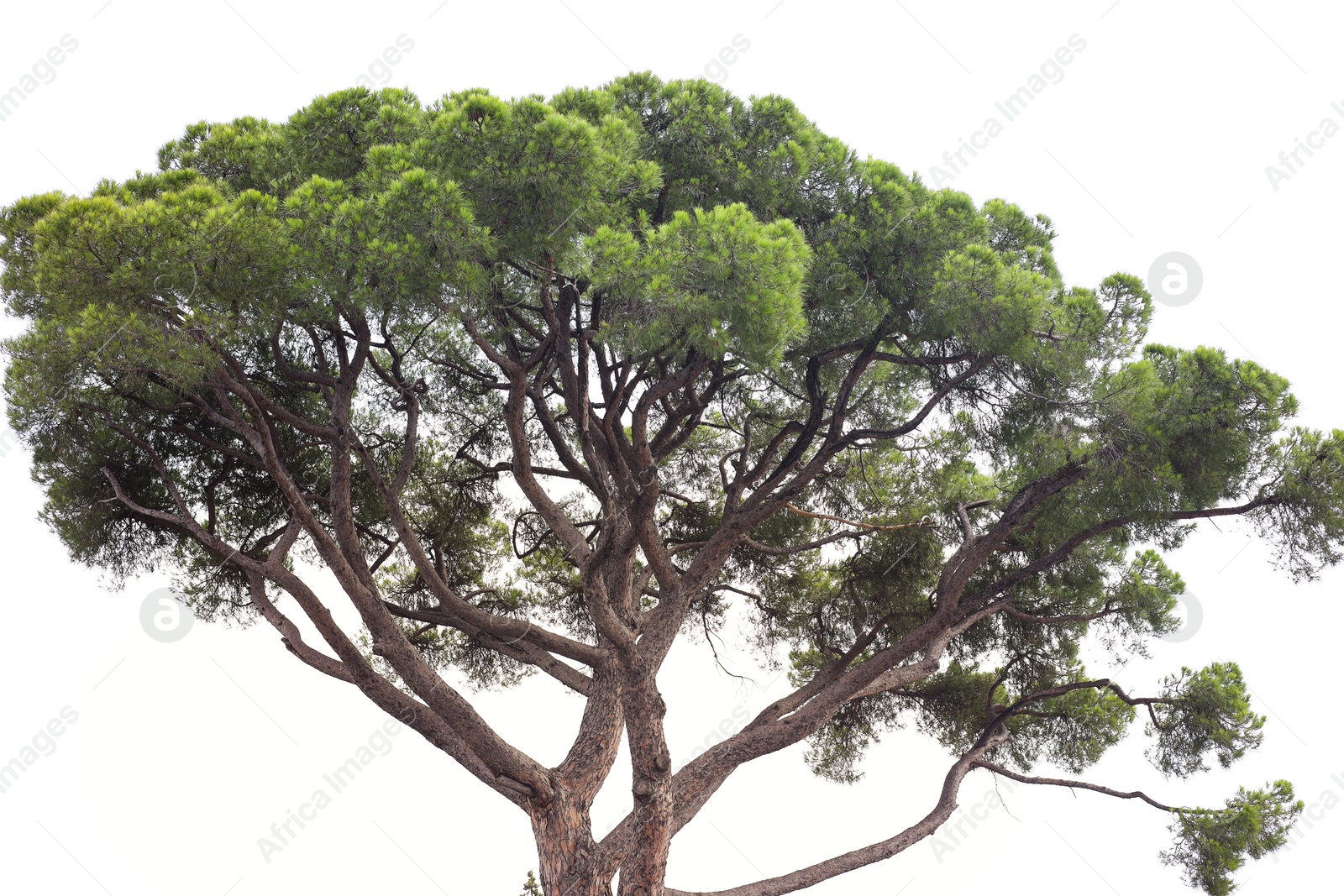 Photo of Beautiful Italian stone pine growing outdoors, low angle view