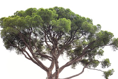 Photo of Beautiful Italian stone pine growing outdoors, low angle view