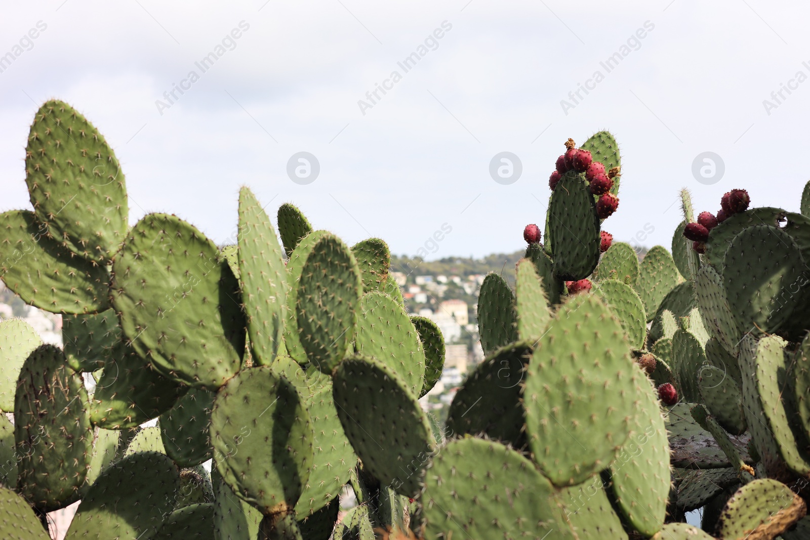 Photo of Beautiful cactus plant growing in park, closeup
