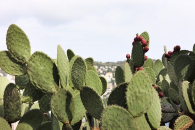 Photo of Beautiful cactus plant growing in park, closeup