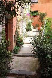 Photo of Beautiful potted plants near building on city street