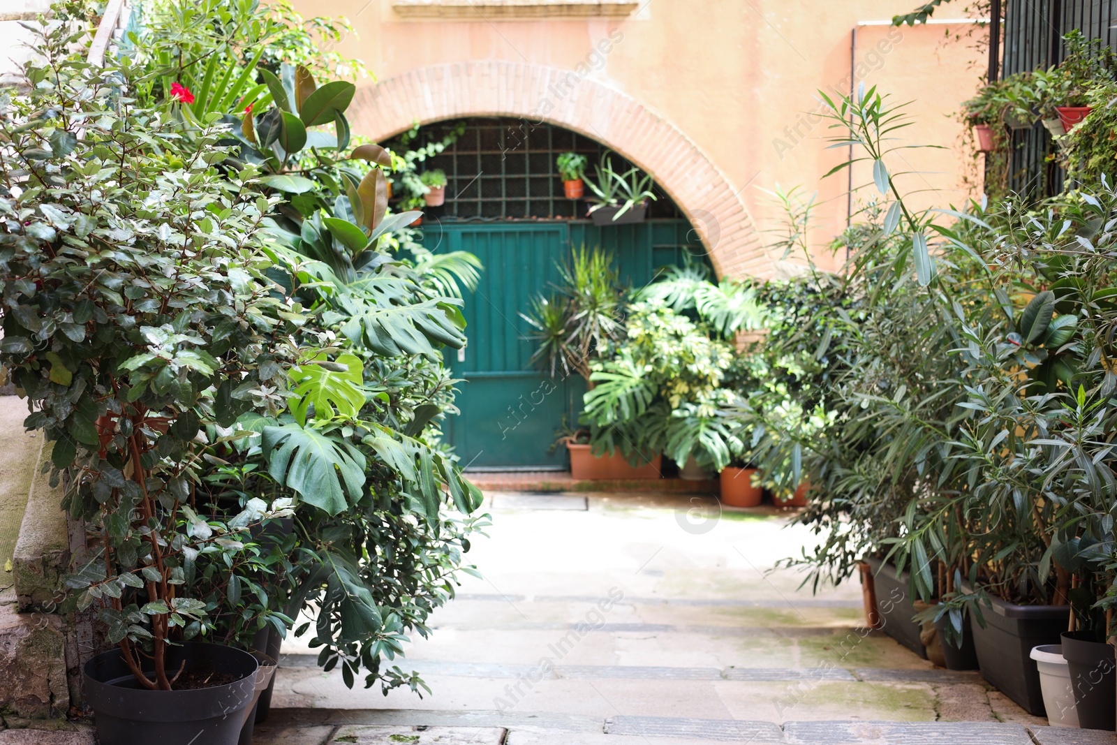 Photo of Beautiful potted plants near building on city street