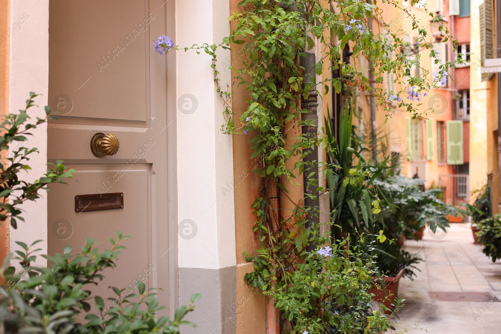 Photo of Entrance of residential house with beige door and beautiful green plants, closeup