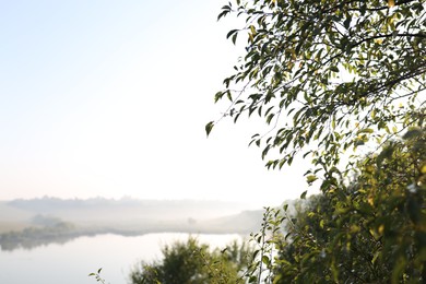 Photo of Tree with green leaves in morning. Space for text