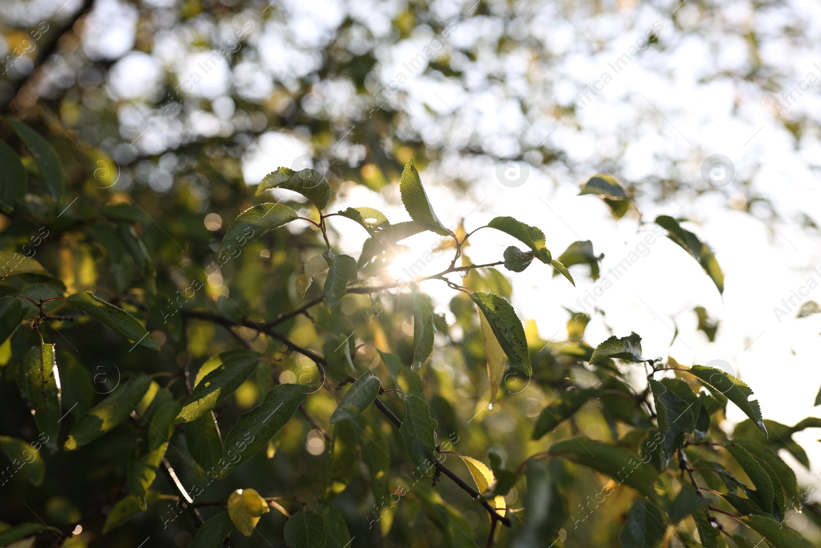 Photo of Tree with green leaves in morning, closeup