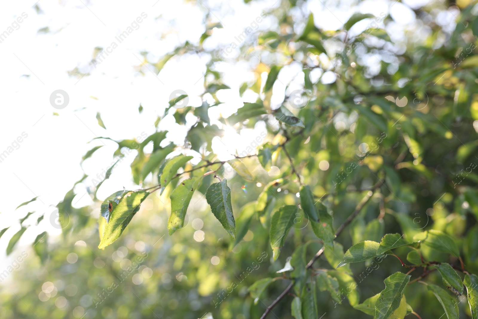 Photo of Tree with green leaves in morning, closeup