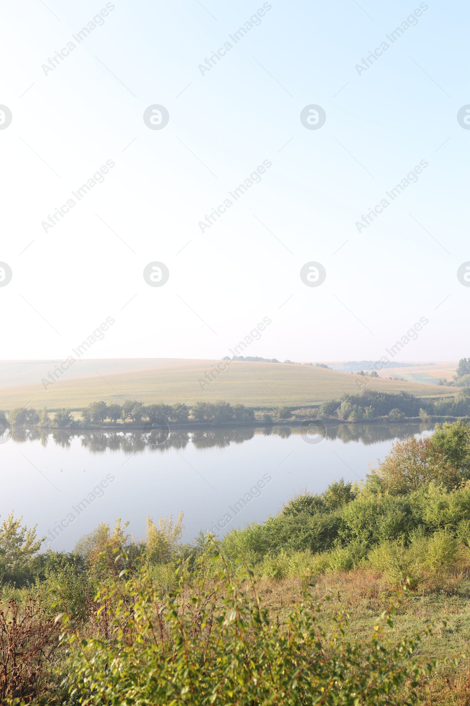 Photo of Picturesque view of river bank with different plants
