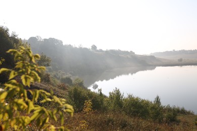 Photo of Picturesque view of river bank with different plants in morning