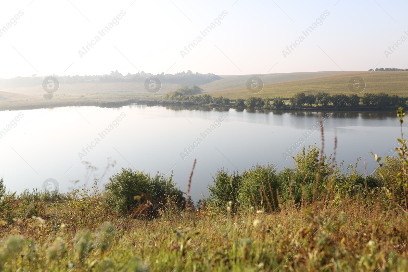 Photo of Picturesque view of river bank with different plants