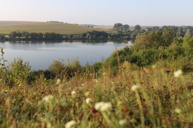 Photo of Picturesque view of river bank with different plants