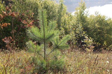 Photo of Pine tree growing in meadow on sunny day, closeup. Space for text