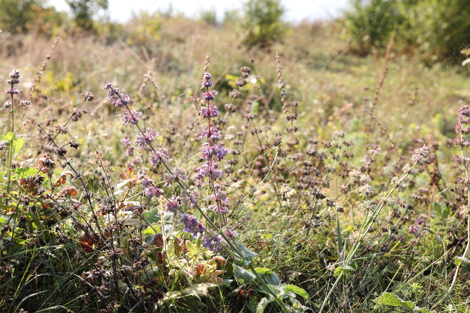 Photo of Different wild flowers growing in meadow, closeup