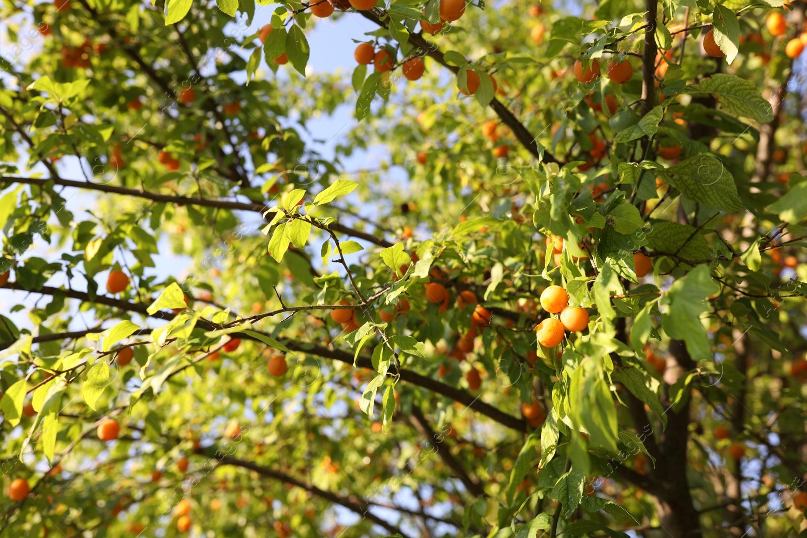 Photo of Many cherry plums growing on tree in garden