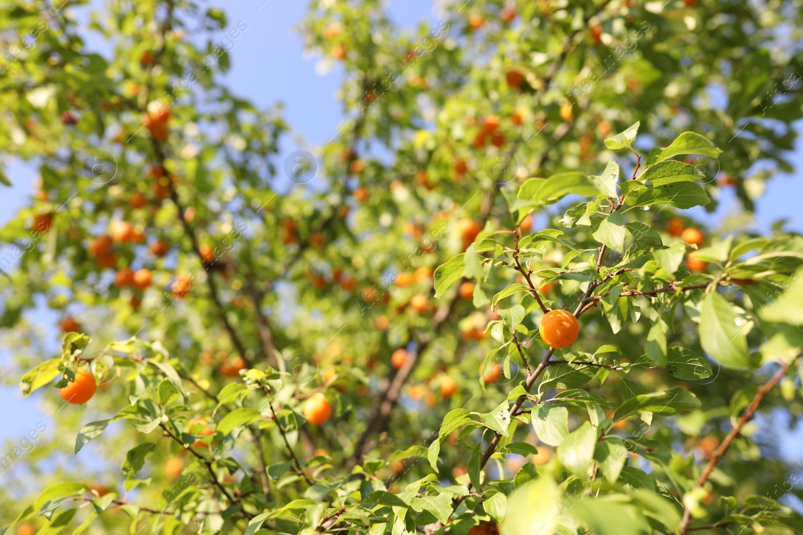 Photo of Many cherry plums growing on tree in garden