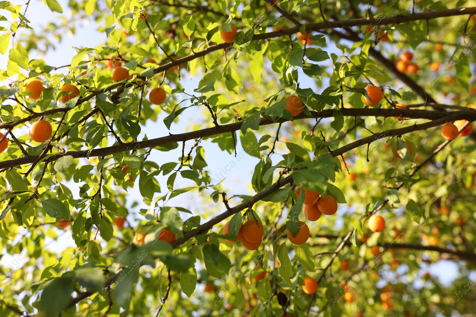 Photo of Many cherry plums growing on tree in garden