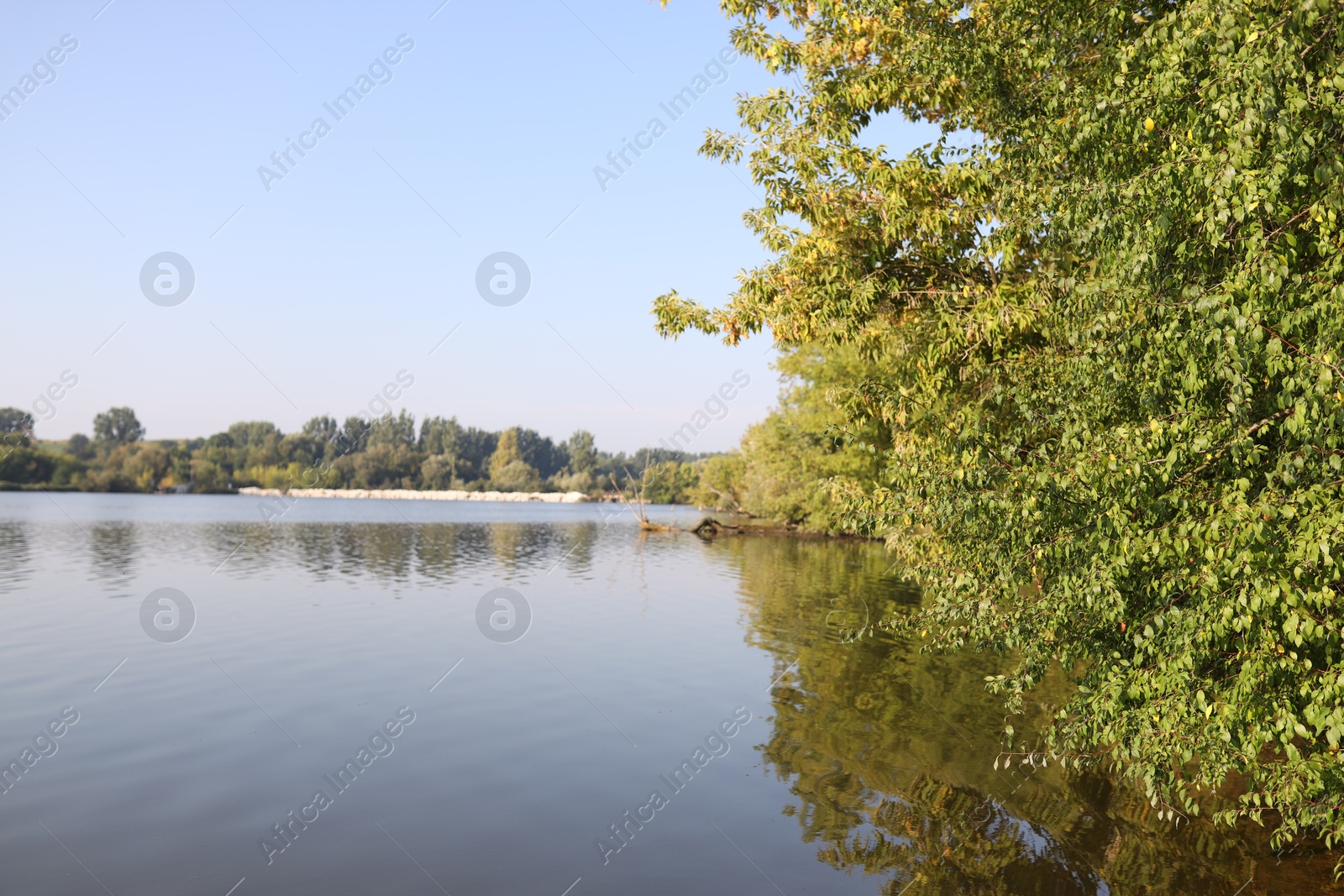 Photo of Picturesque view of river bank with different plants