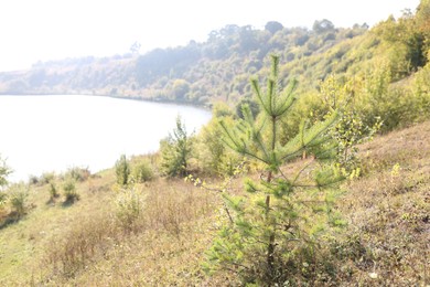 Photo of Pine tree growing in meadow on sunny day. Space for text