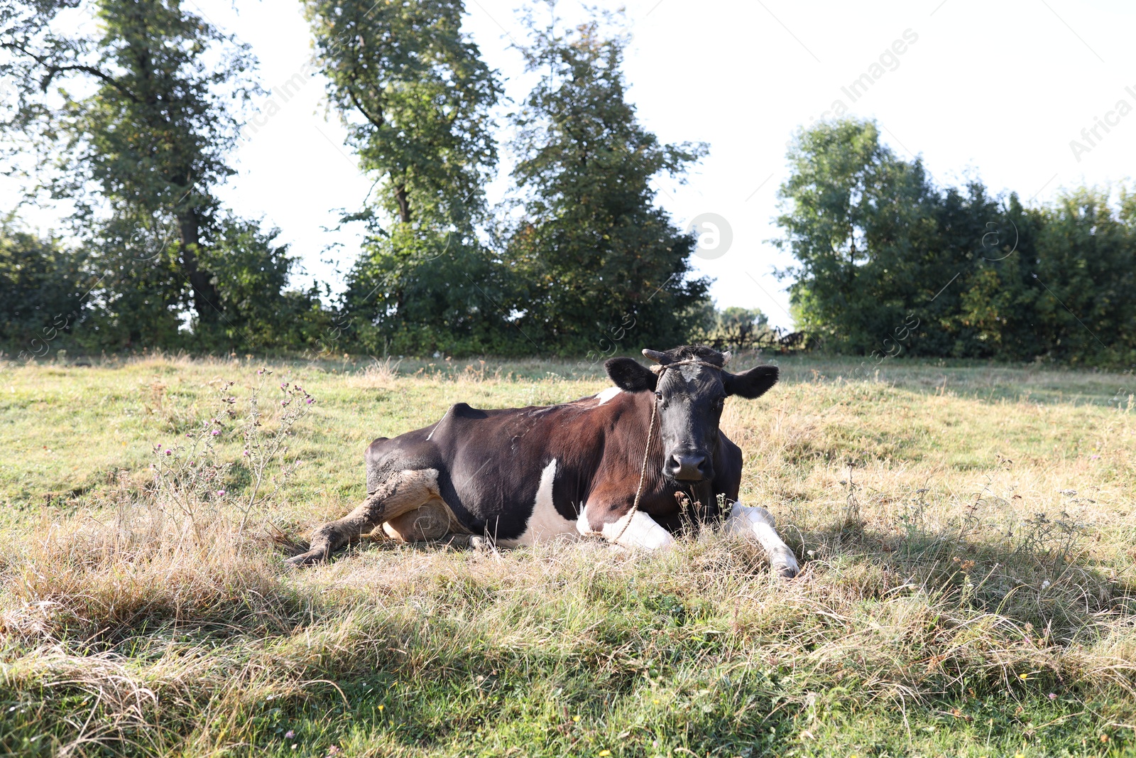 Photo of Beautiful cow lying on grass in countryside
