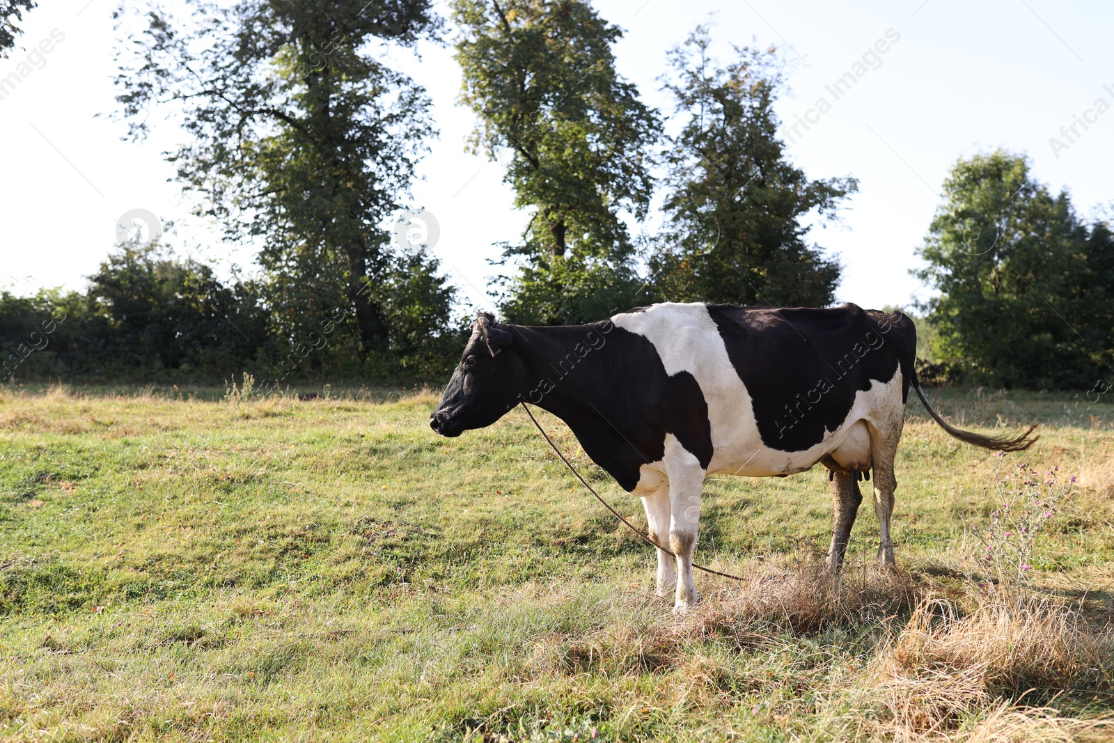 Photo of Beautiful cow grazing on grass in countryside