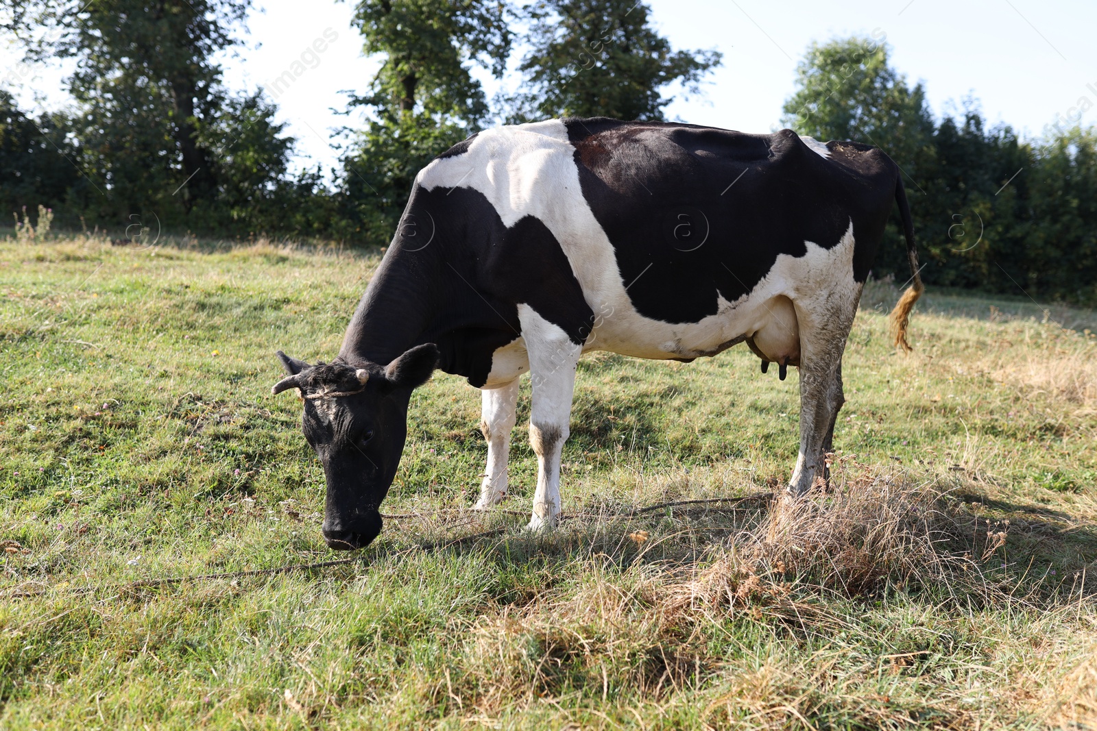 Photo of Beautiful cow grazing on grass in countryside