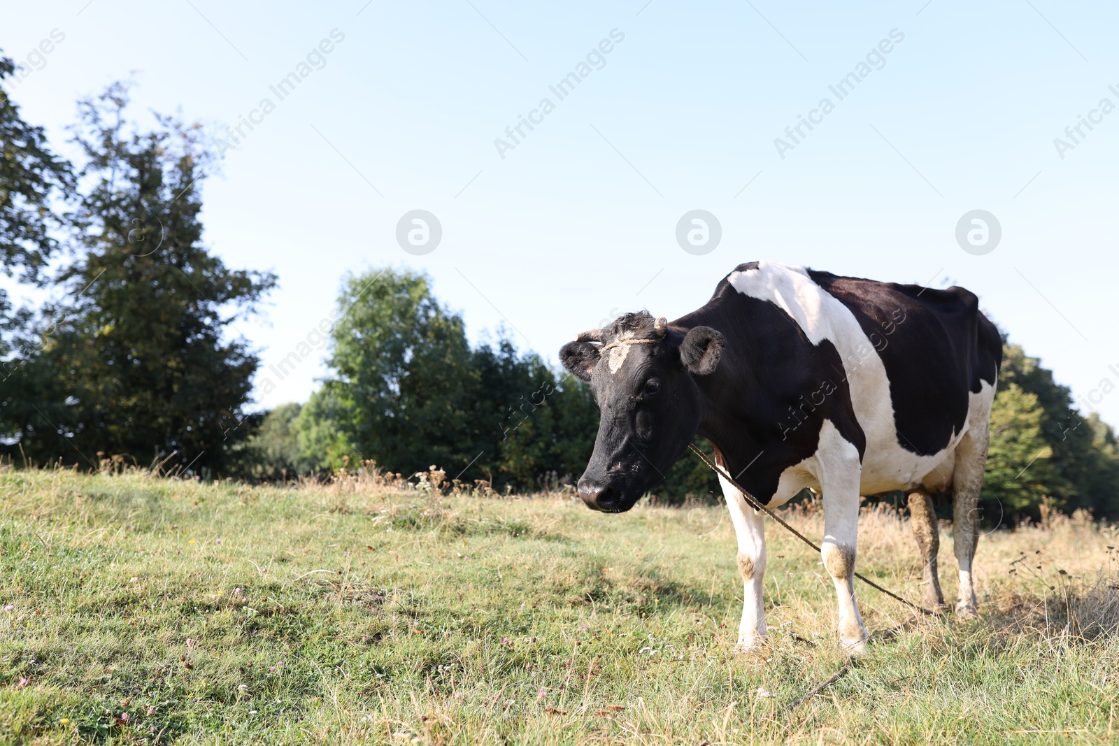 Photo of Beautiful cow grazing on grass in countryside