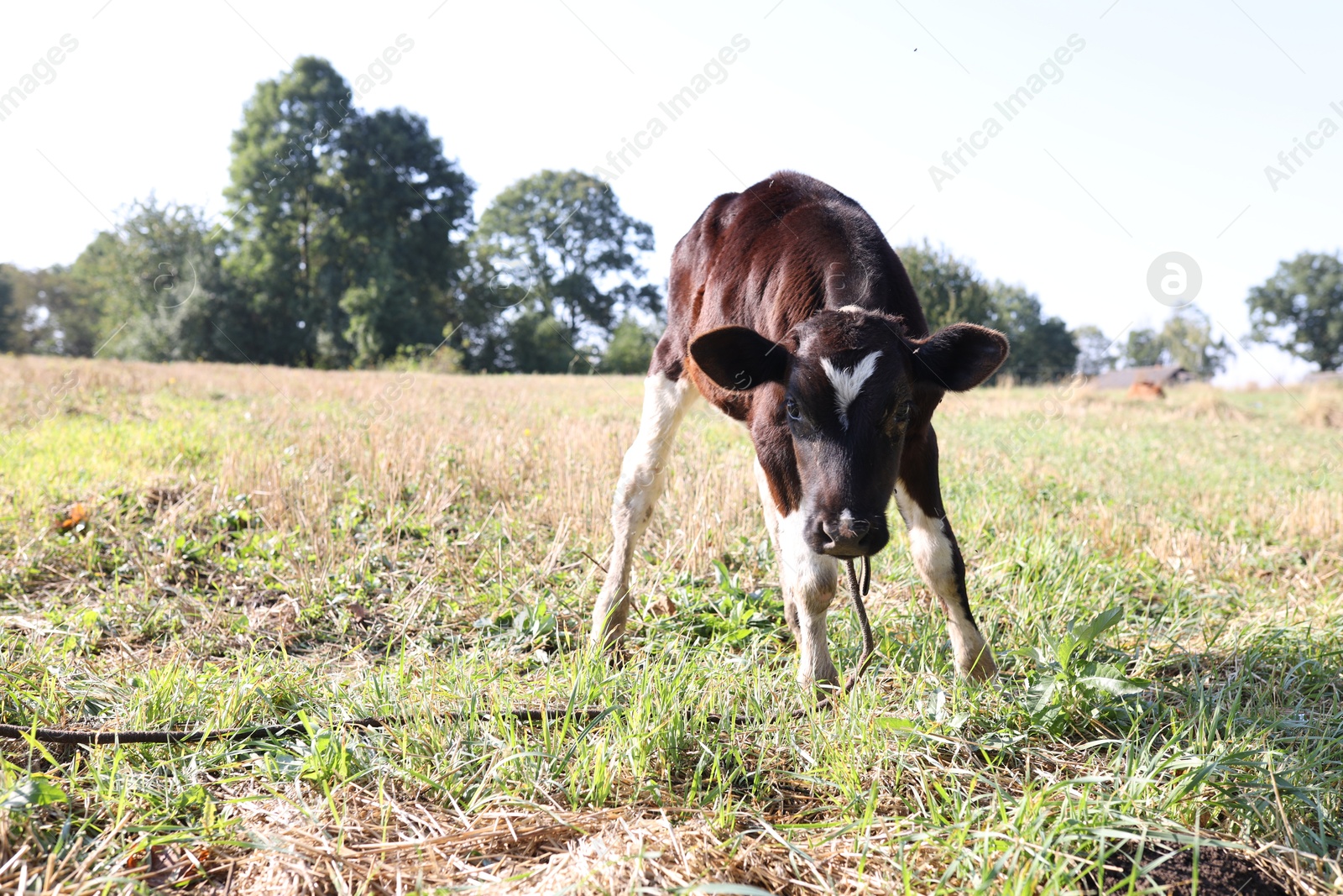 Photo of Beautiful calf grazing on grass in countryside