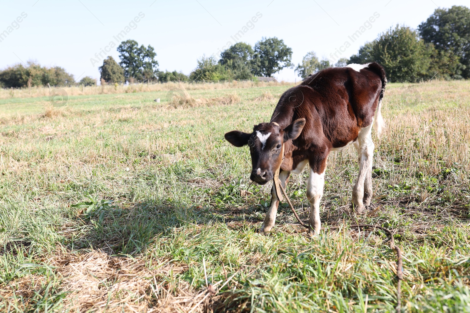 Photo of Beautiful calf grazing on grass in countryside