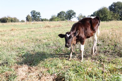 Photo of Beautiful calf grazing on grass in countryside