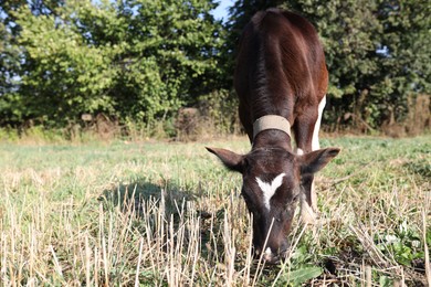 Photo of Beautiful calf grazing on grass in countryside