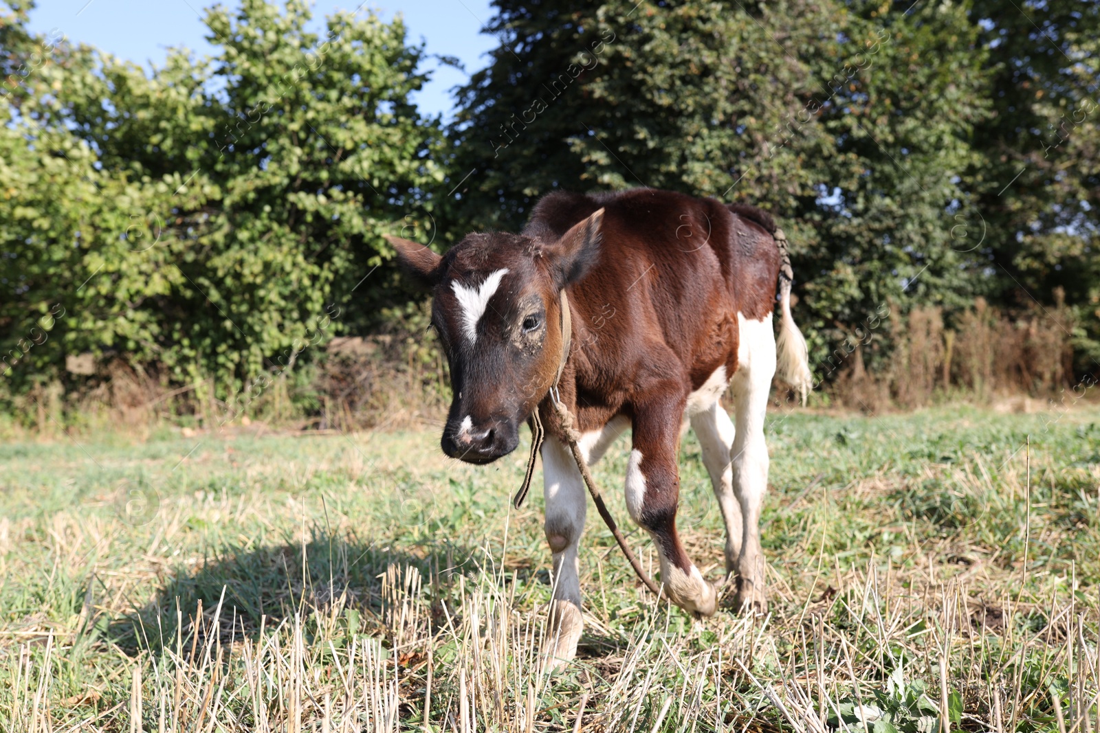 Photo of Beautiful calf grazing on grass in countryside